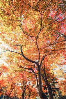 北海道の紅葉 北海道の紅葉 紅葉,秋,季節の写真素材