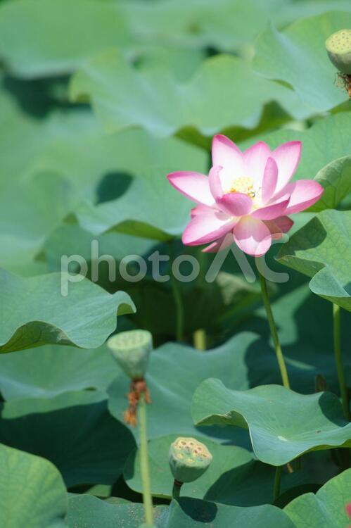 大賀ハス ハス,蓮,蓮の花の写真素材
