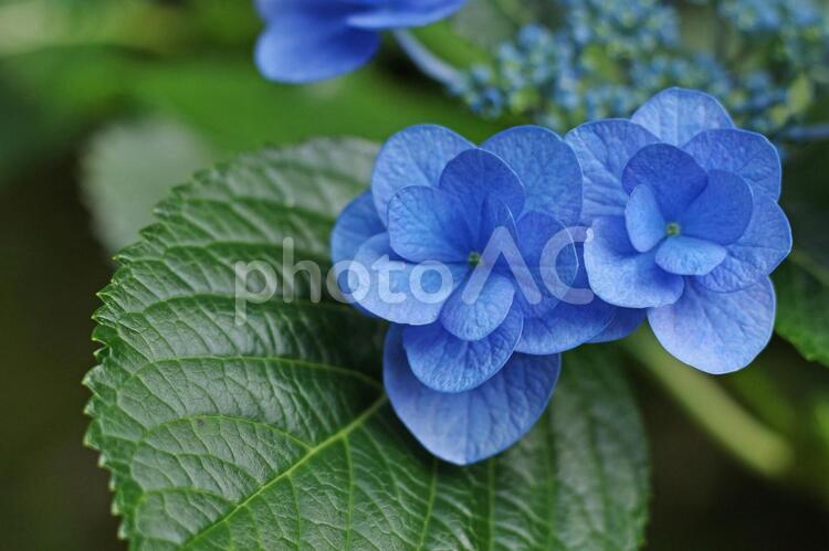 ガクアジサイ4 夏,花,あじさいの写真素材