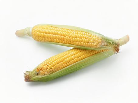 とうもろこし とうもろこし,白バック,夏野菜の写真素材