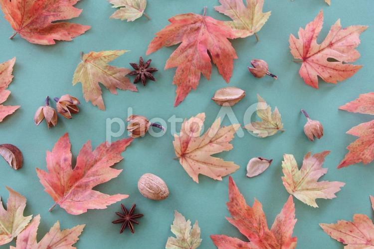 紅葉と木の実の背景 秋,紅葉,カエデの写真素材