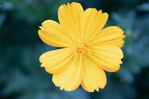 Photo, kivanacosmos, cosmos, yellow, 