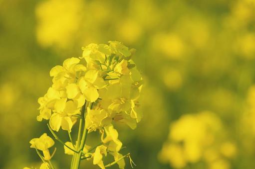 Rape blossoms, JPG