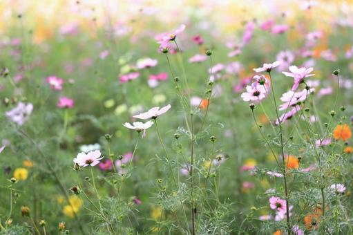 秋のイメージ_秋桜の花 秋桜,コスモス,秋の写真素材