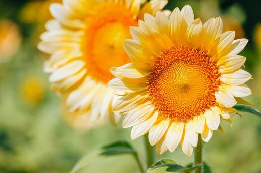 後ろのヒマワリもとてもお洒落の写真