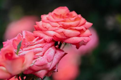 神代植物公園に咲くピンク色のバラ 神代植物公園に咲くピンク色のバラの写真