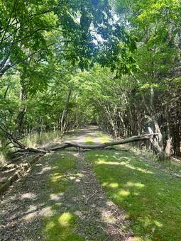 Quiet forest path with fallen trees, JPG