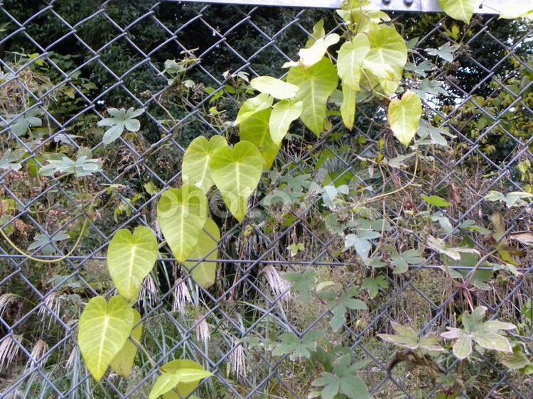 網に絡む蔓性植物 つる,つる性植物,絡むの写真素材