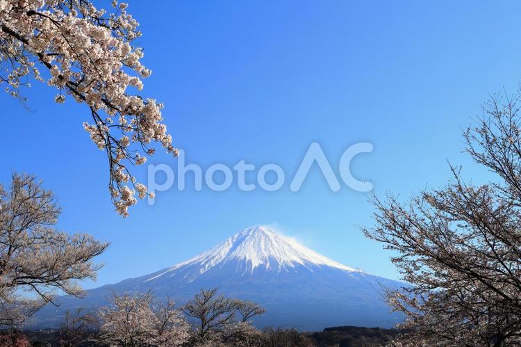 静岡県・富士宮市から見た 桜と富士山 1 富士山,桜,ソメイヨシノの写真素材