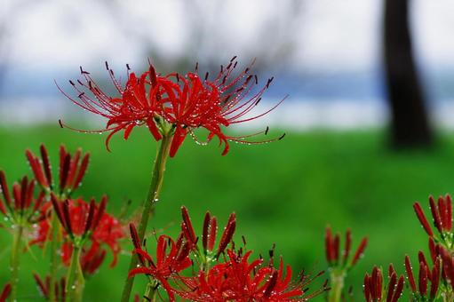 Cluster amaryllis Red spider lily, JPG