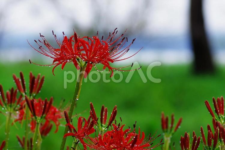 彼岸花　曼珠沙華　ヒガンバナ 彼岸花,曼珠沙華,ヒガンバナの写真素材
