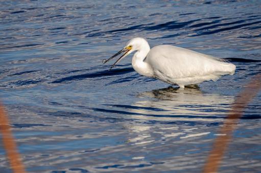 コサギの狩り⒁ 鳥,コサギ,狩りの写真素材