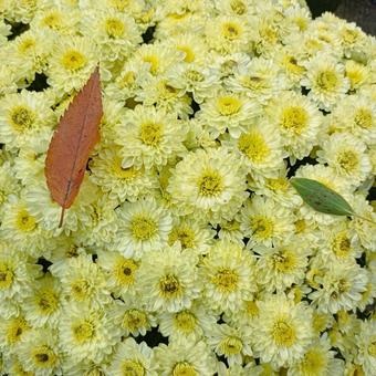 菊の花 菊の花,カラフル,菊まつりの写真素材