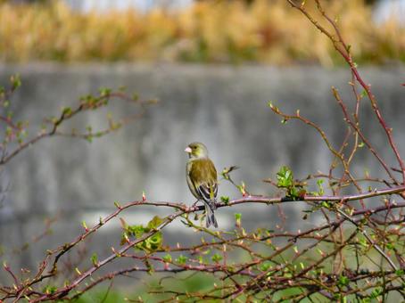 枝に留まるカワラヒワ 枝に留まるカワラヒワ カワラヒワ,河原鶸,鳥の写真素材