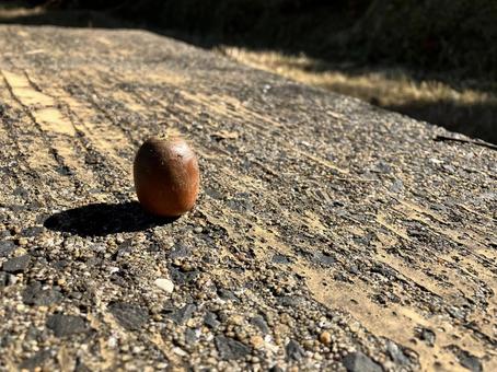 ひとつのどんぐり どんぐり,ドングリ,茶色の写真素材