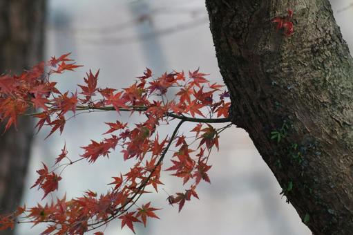 見事な紅葉 見事な紅葉の写真