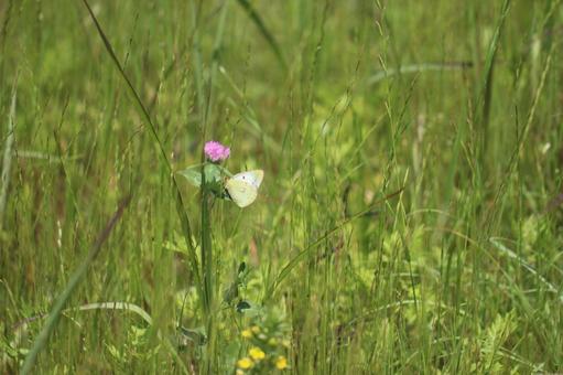 A Colias butterfly resting on a thistle flower, butterfly, insect, hemisteptia, JPG