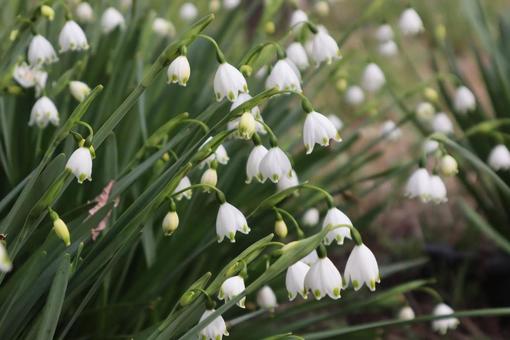 Photo, snowflake, beautiful, full bloom, 