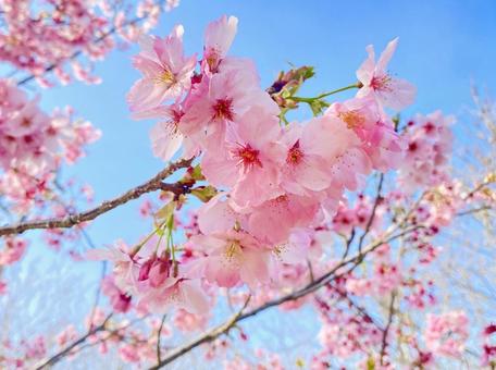 ピンク色の桜2 ピンク色の桜2の写真