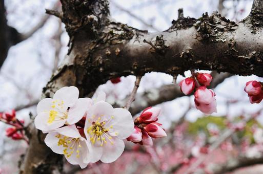 梅 梅の写真