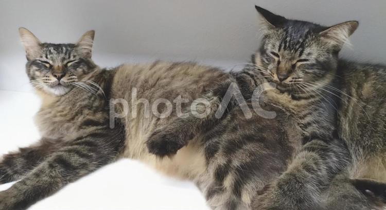きょうだい猫 猫,ペット,きょうだいの写真素材