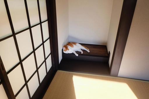 和室と猫_25 和室と猫_25 ねこ,猫画像,和室の写真素材