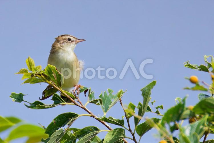 夏のセッカ雌 セッカ,雪花,雪加の写真素材