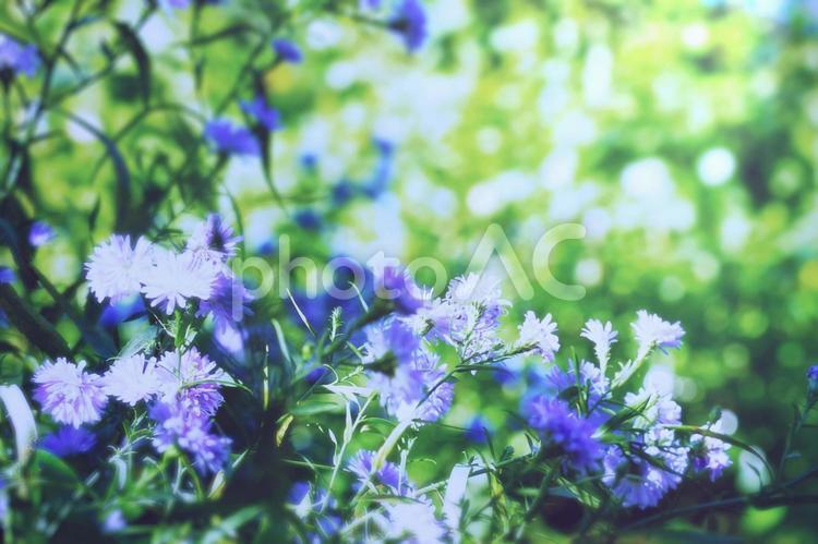 秋の紫の花とキラキラした木漏れ日 秋,秋の花,花の写真素材
