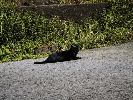 路地でくつろぐ黒猫 黒猫,猫,動物の写真素材