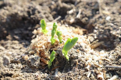 アラスカ豆の芽 アラスカ豆,グリーピースの芽,芽の写真素材
