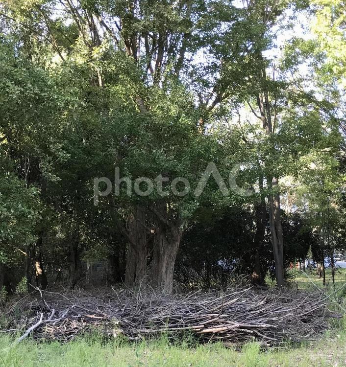 木々と枝 背景画像,風景,背景の写真素材