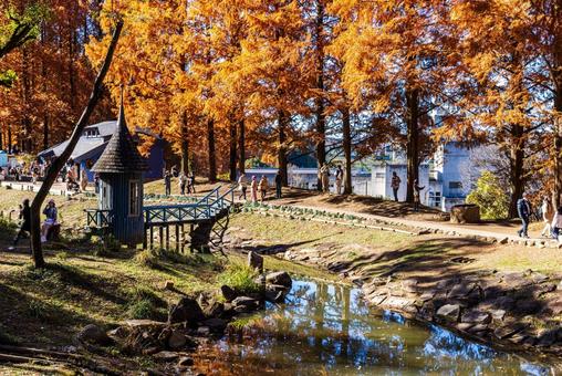 あけぼの子どもの森公園　秋の風景 紅葉,秋,公園の写真素材