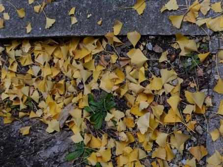 いちょう 落ち葉,銀杏,いちょうの写真素材