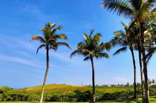 ヤシの木 ヤシ,ヤシの木,南国の写真素材
