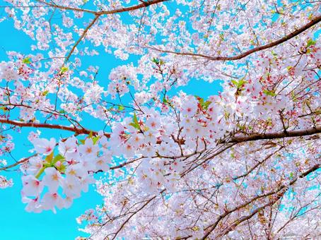 Cherry blossom season, JPG