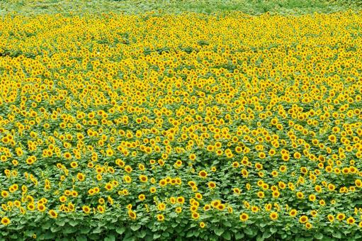 ヒマワリの絨毯のような景色 ヒマワリの絨毯のような景色の写真