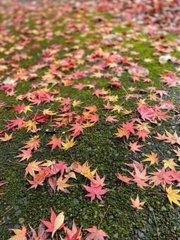 もみじ もみじ もみじ,紅葉,苔の写真素材