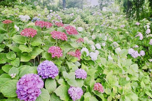 紫陽花2 紫陽花2の写真
