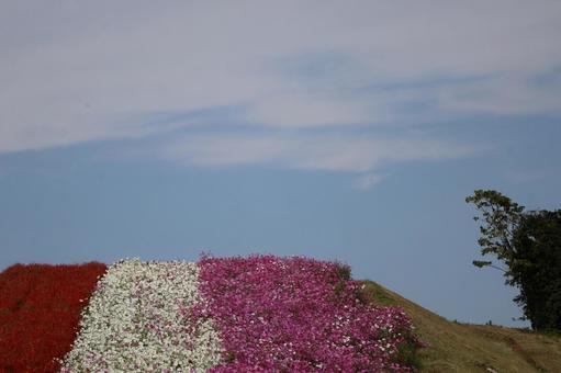 空と赤のサルビアと白とピンクの秋桜の花畑 空,赤,サルビアの写真素材