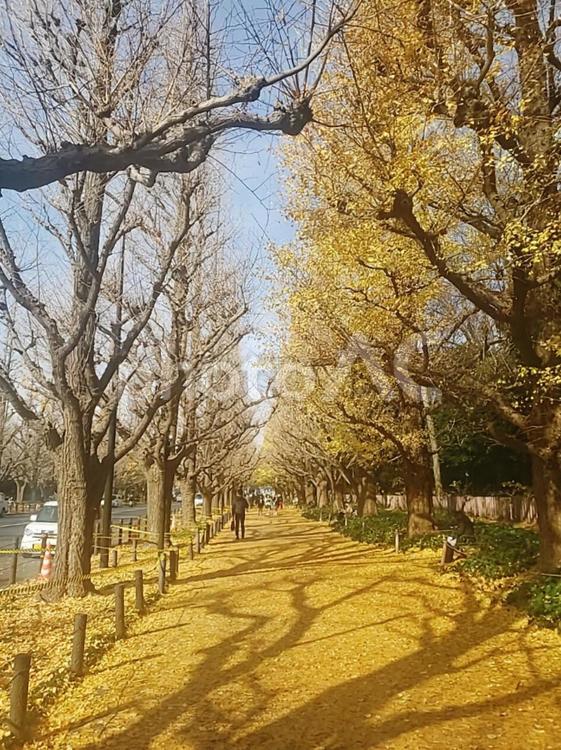 いちょう並木 いちょう,銀杏,いちょう並木の写真素材