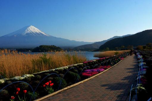 富士山お花 富士山お花の写真