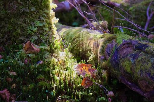 苔庭 苔庭の写真