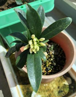 挿し木 沈丁花,挿し木,ジンチョウゲの写真素材