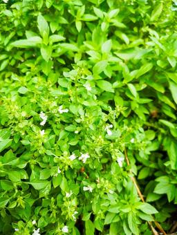 バジルの葉っぱ バジルの葉っぱ 自然,野菜,風景の写真素材