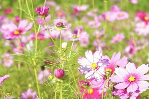 コスモス畑 コスモス畑 コスモス,花,秋の写真素材
