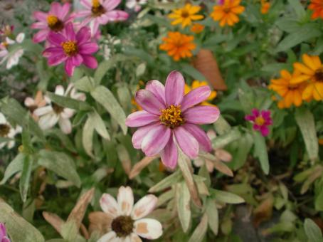 九月のジニアの写真