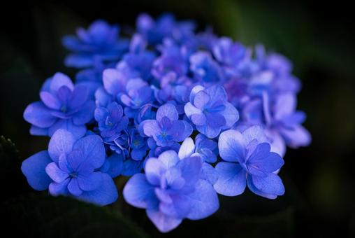 Hydrangea, JPG Hydrangea, JPG