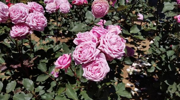 ピンクの薔薇 ピンクの薔薇の写真