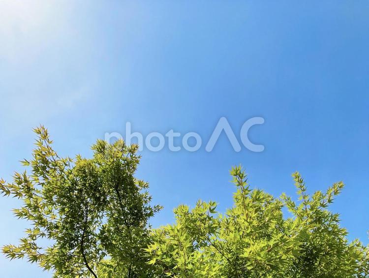 すがすがしい青空と新緑の楓　秋には紅葉 空,楓,新緑の写真素材