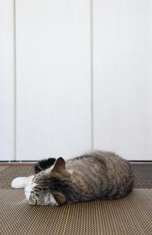 猫 猫の写真